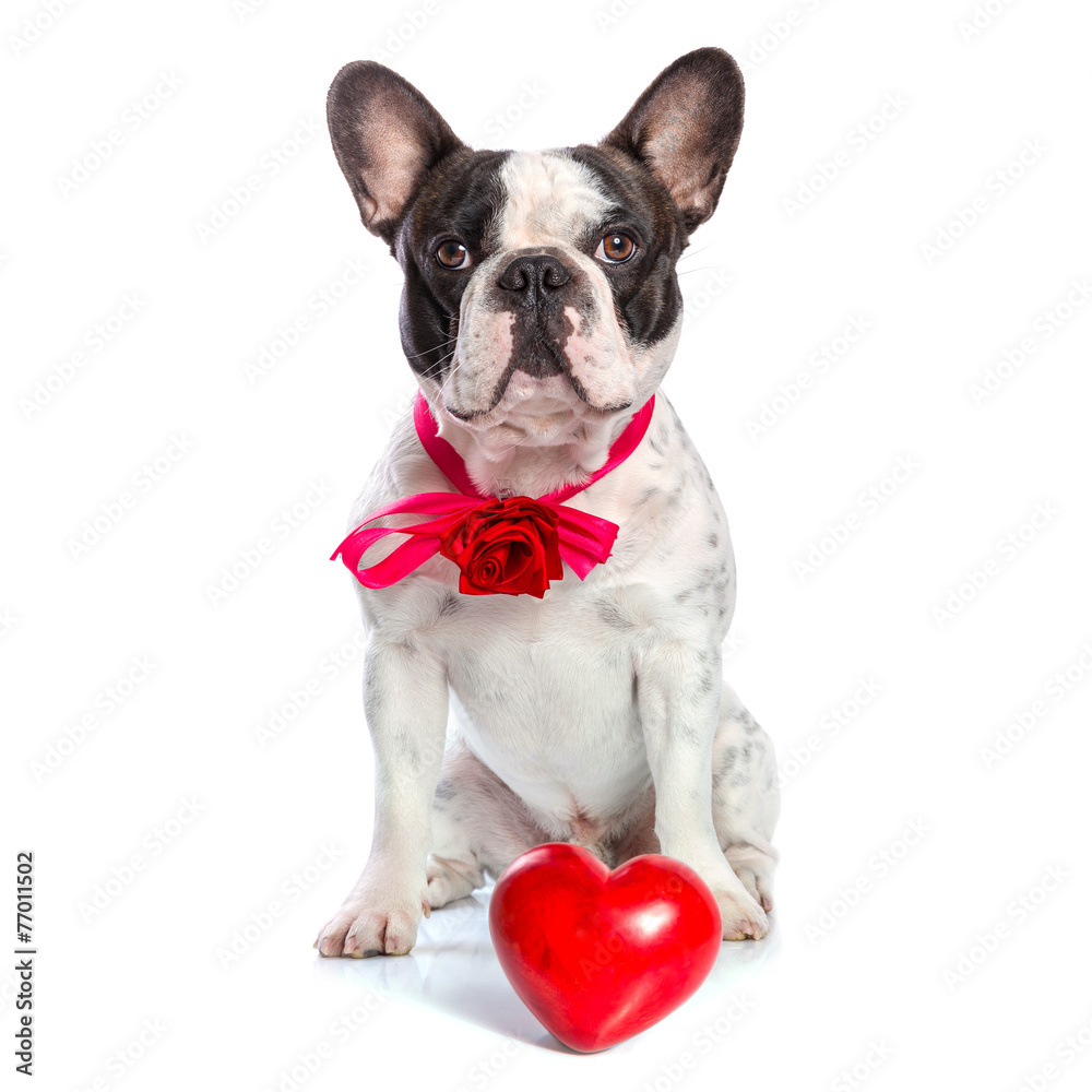可爱的法国斗牛犬，红色的心被隔离在白色上