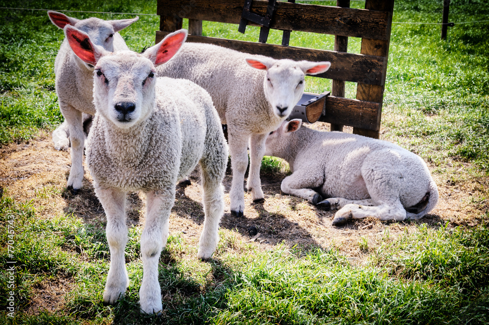 Cute lambs at green field