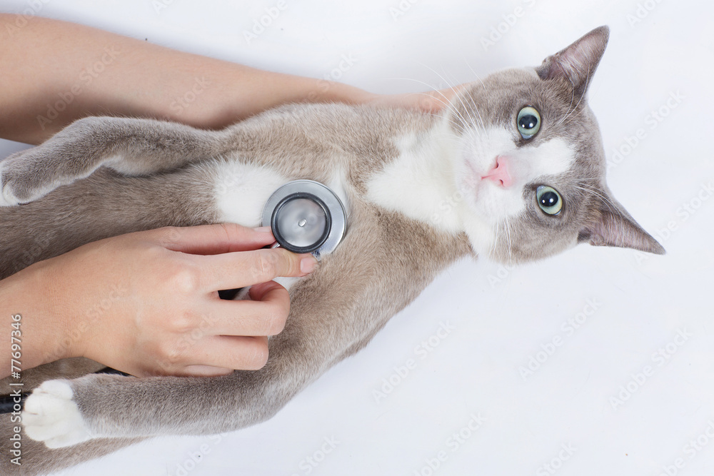 猫兽医用听诊器检查