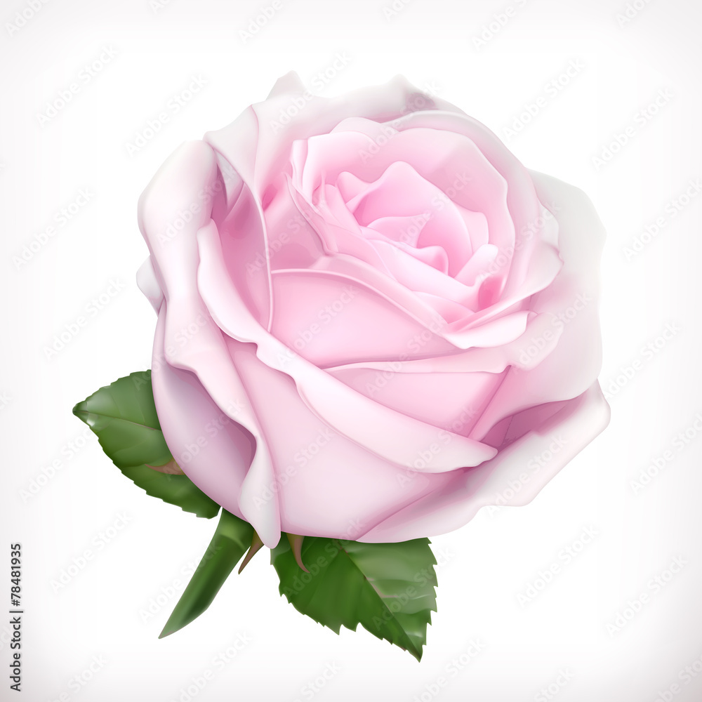 粉红玫瑰矢量插图
