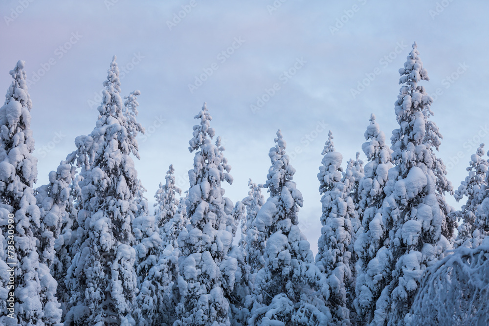 芬兰白雪皑皑的树木