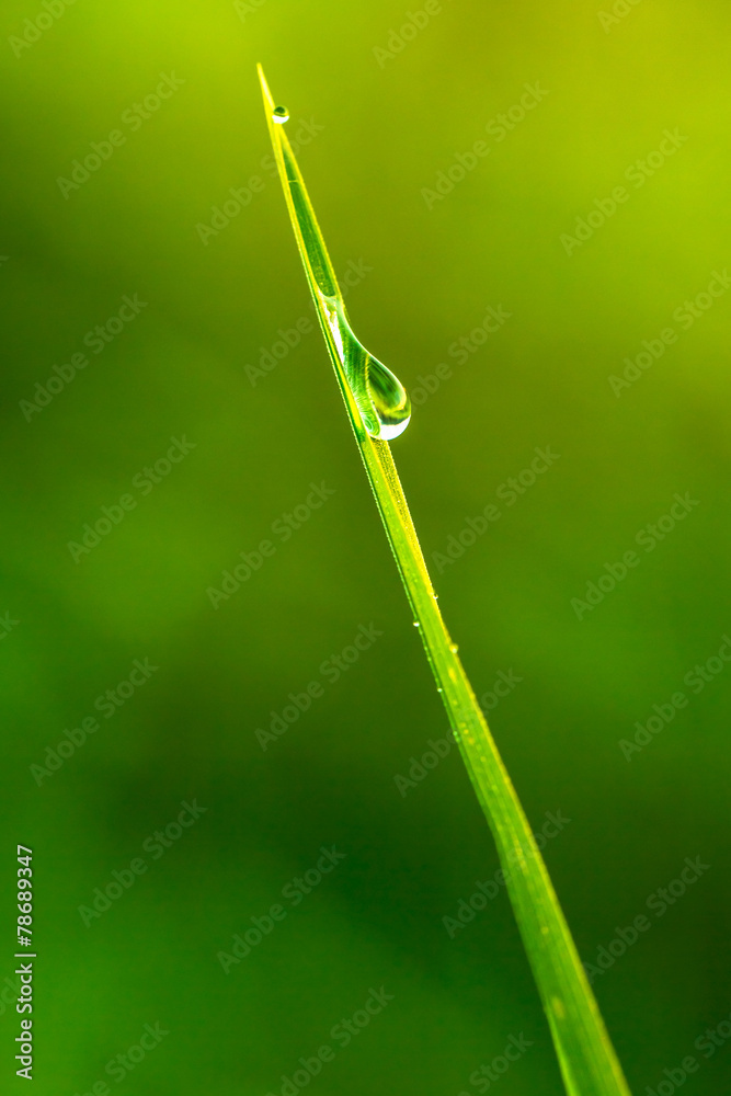 Water droplet on green grass
