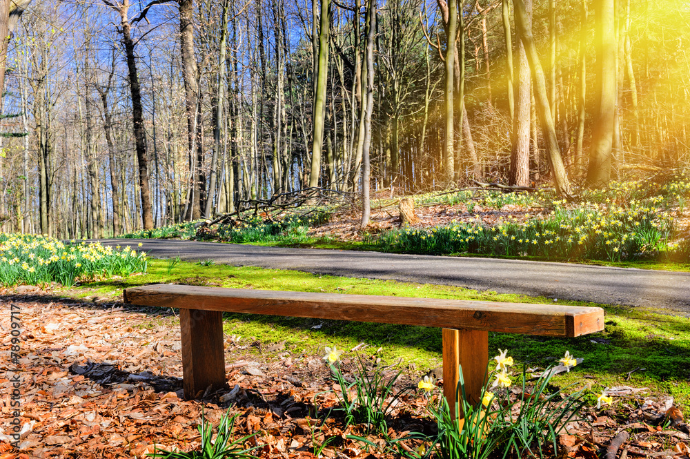 阳光明媚的春天公园里的木长椅