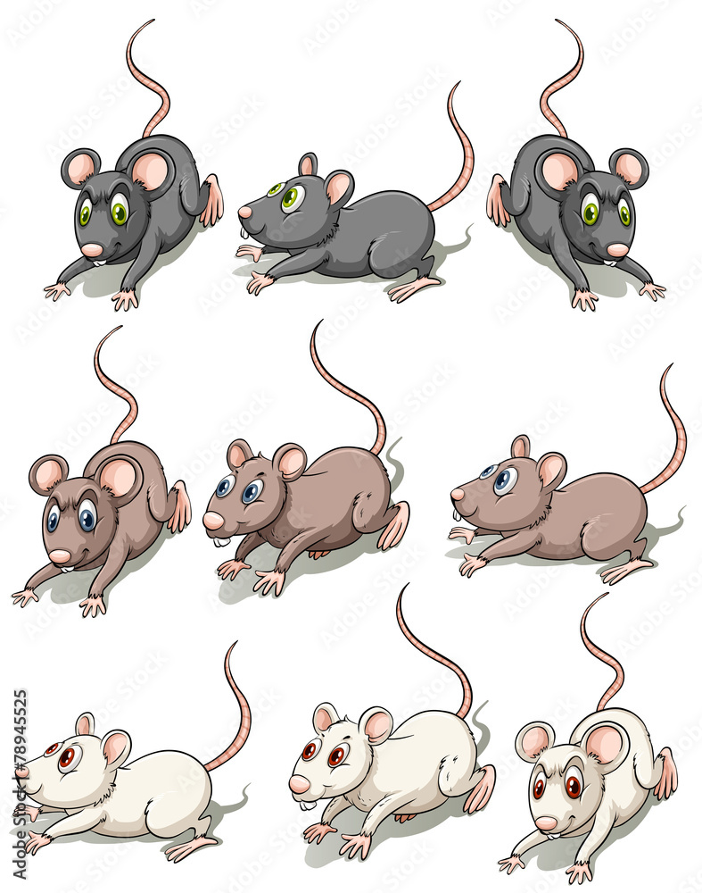 一群老鼠