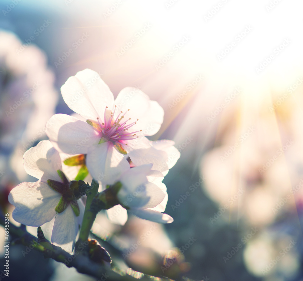 春天的花朵背景。树木盛开的自然景象