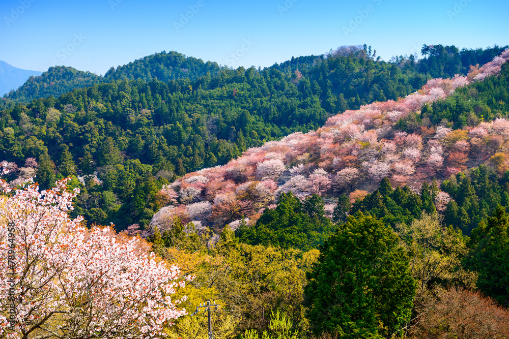 吉野山，奈良，春天的日本风景。