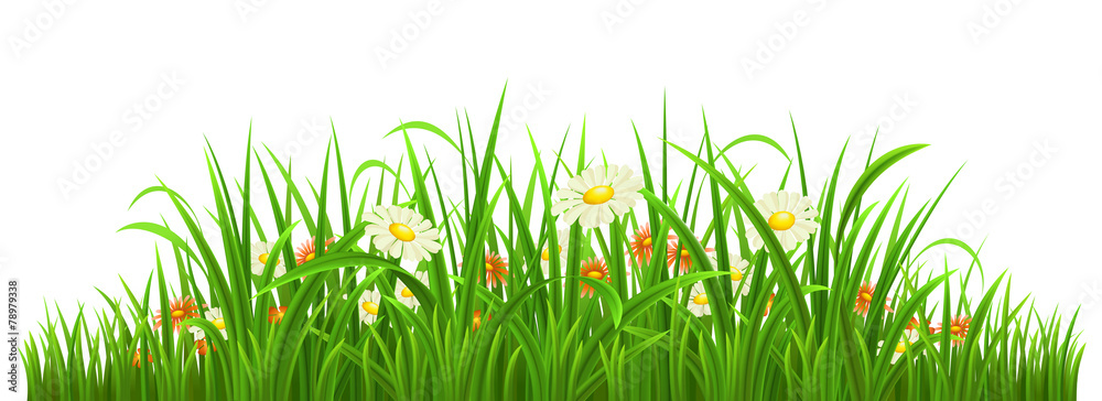 绿色草地，白色花朵，矢量插图