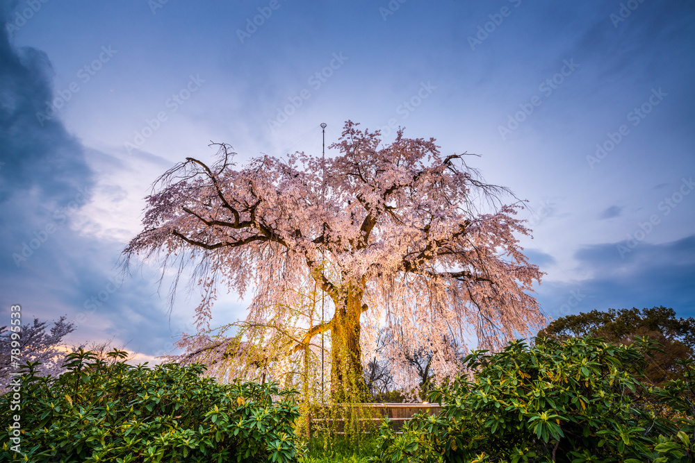 春天的日本京都丸山公园