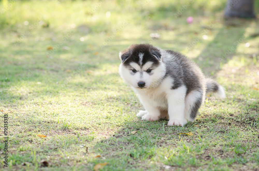 可爱的西伯利亚哈士奇小狗在绿草上拉屎