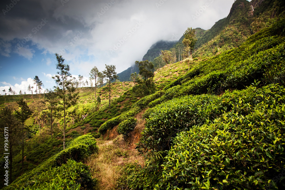 斯里兰卡茶园景观