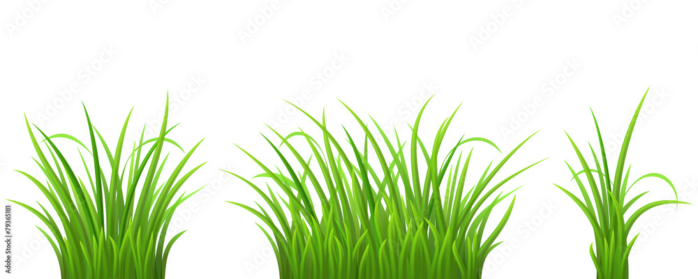 绿草如茵，矢量插图