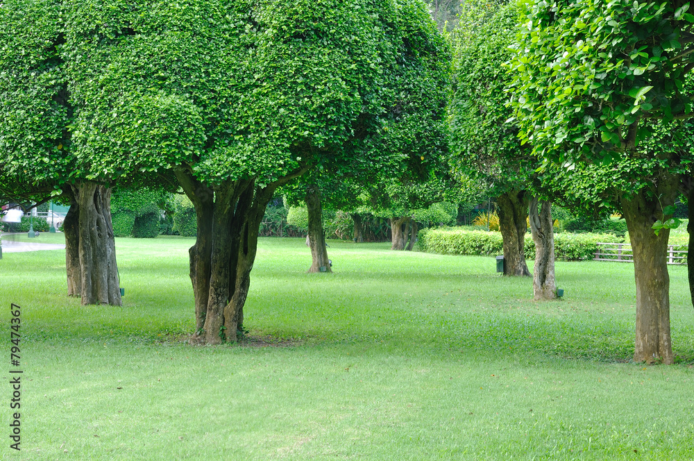 Many big trees in garden for rest and relaxing