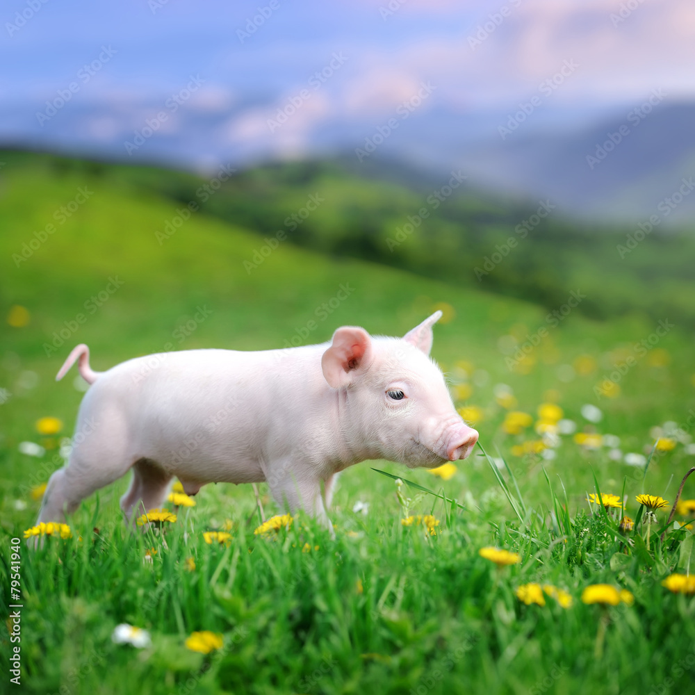 绿草上的小猪