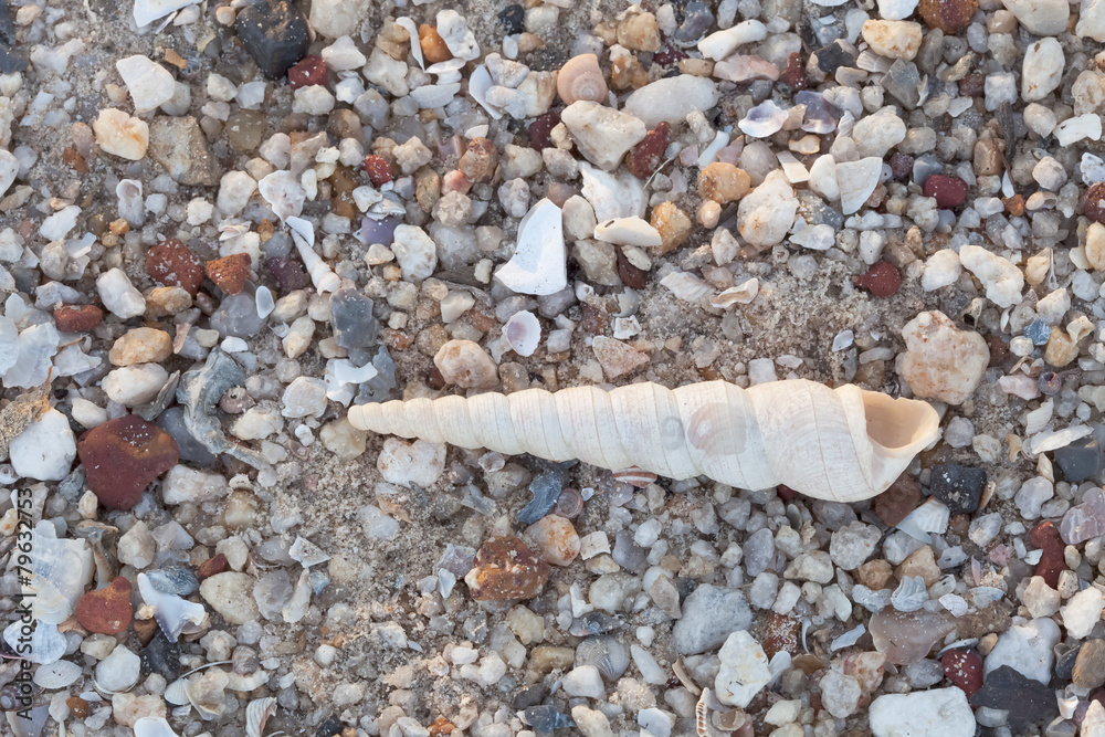 沙滩上的贝壳。夏季海滩背景