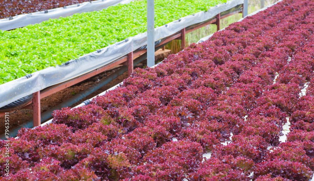 在水培系统中种植的新鲜红生菜…