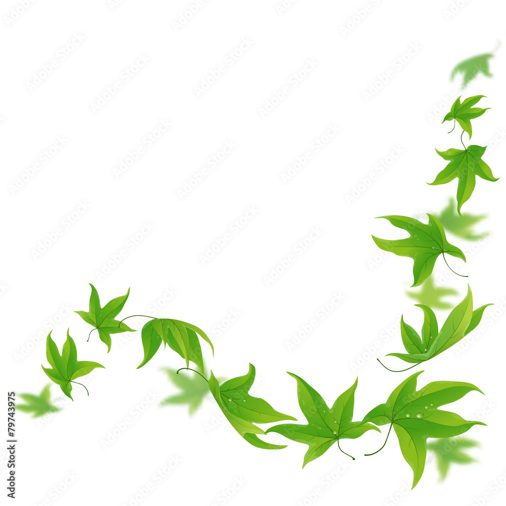 白色背景上的新鲜绿叶，矢量插图