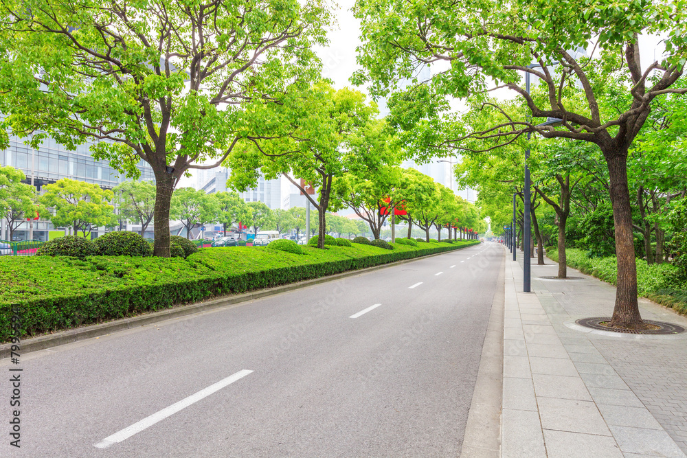 现代城市中的树木装饰道路