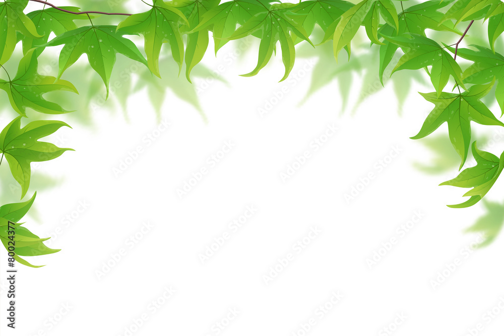 白色上的鲜绿色枫叶，矢量插图