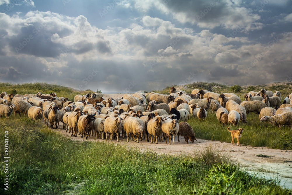 весенний пейзаж ,лужайка с овцами