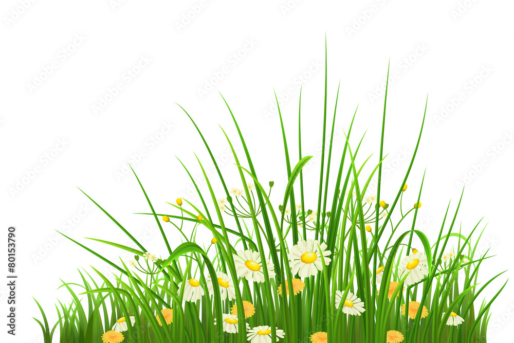 白色背景下的春天绿草、香草和花朵