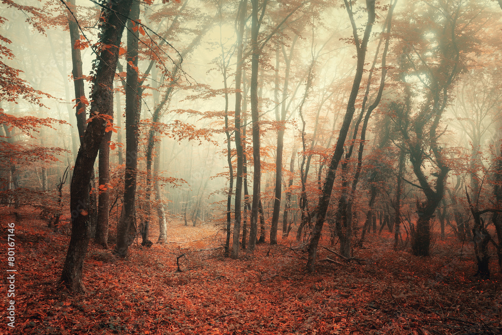 雾中的神秘秋林，红色和橙色的叶子