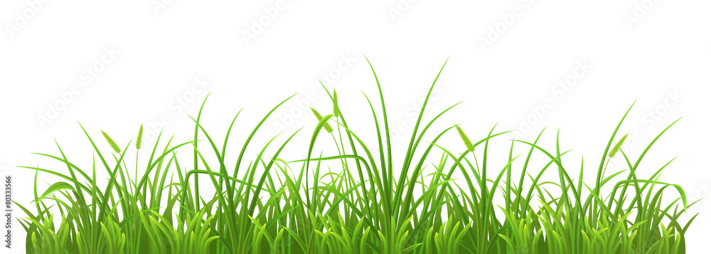 白色背景上的新鲜绿草，矢量插图