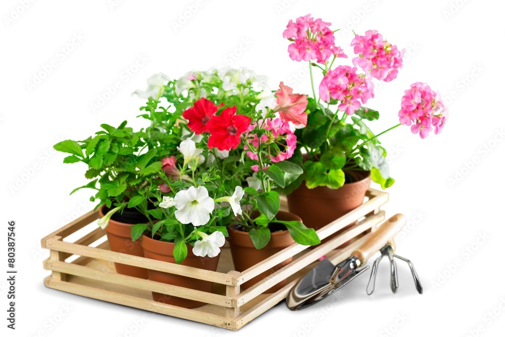 Gardening. Outdoor gardening tools and flowers