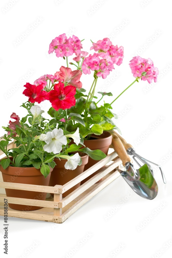 园艺。户外园艺工具和花卉