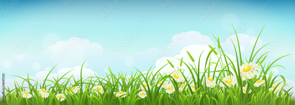 Spring meadow with green grass, daisies and sky