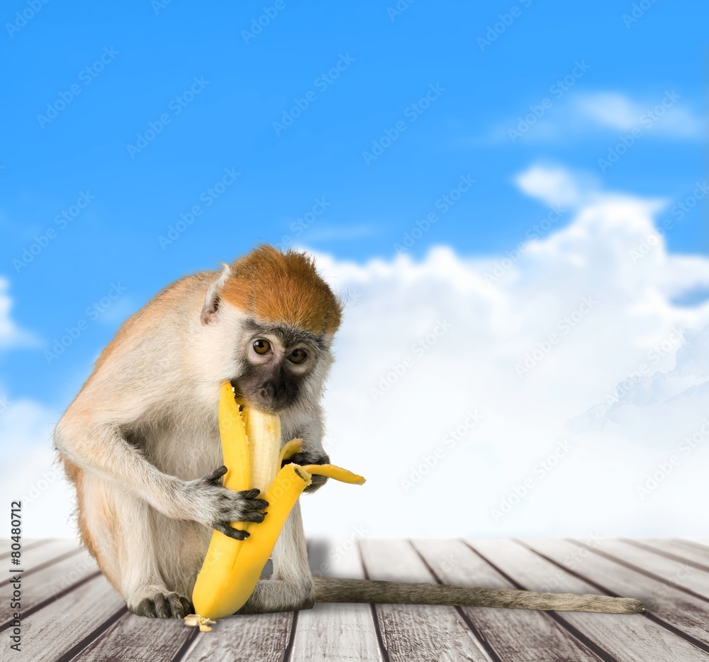 Monkey. The monkey sits and eats banana. isolated on white