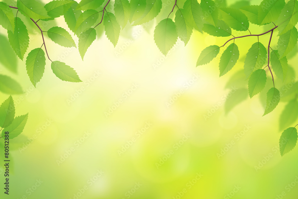 绿色山毛榉树叶背景，矢量插图