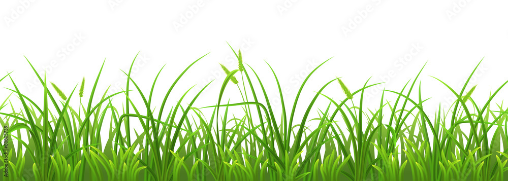 Seamless fresh green grass on white background