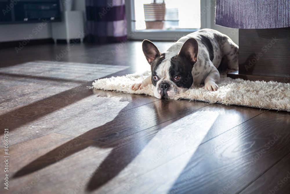 法国斗牛犬躺在阳光明媚的客厅里
