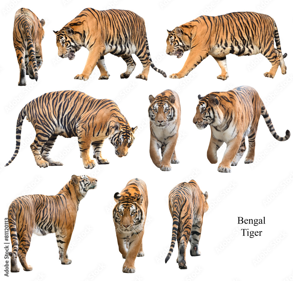 雄性孟加拉虎被隔离在白色背景下