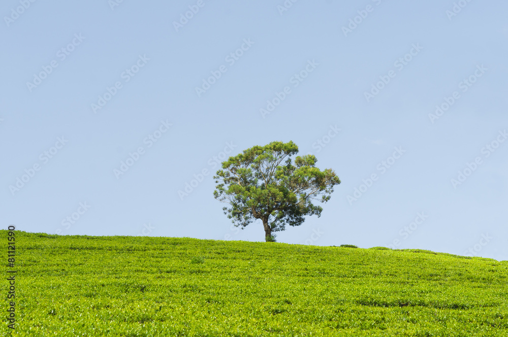 Teeplantage und ein Baum