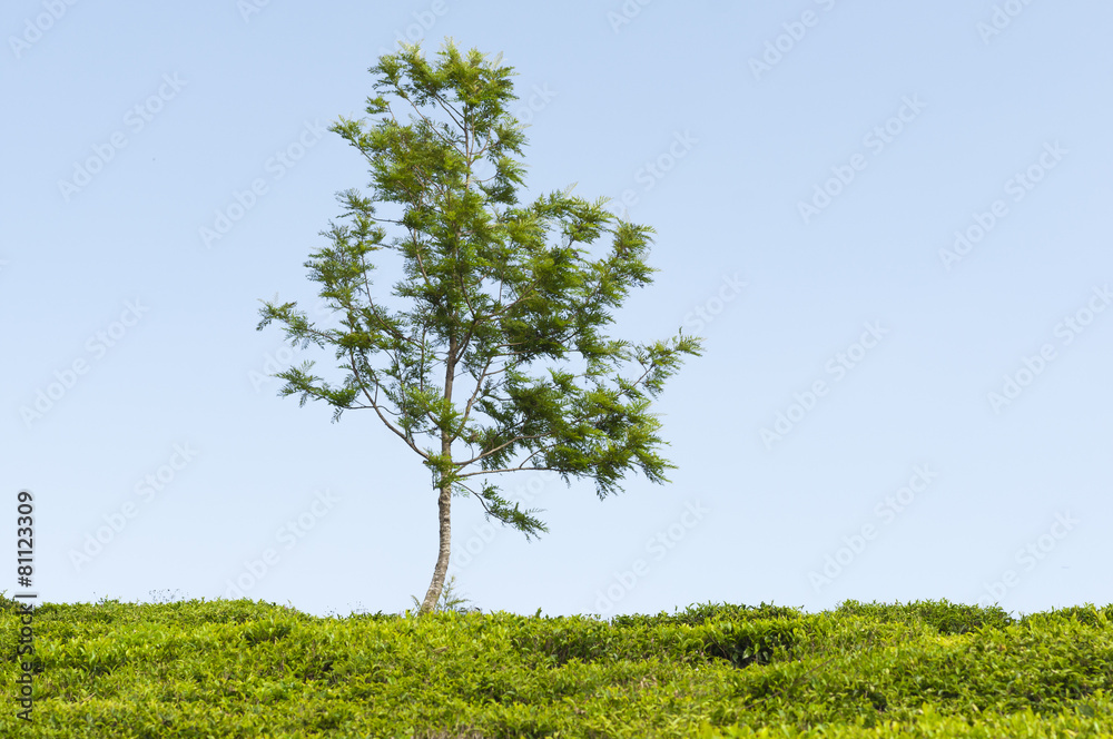 Teeplantage und ein Baum