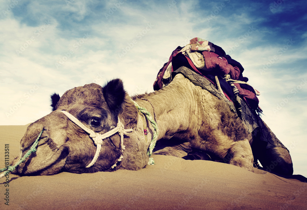 动物骆驼沙漠休憩概念