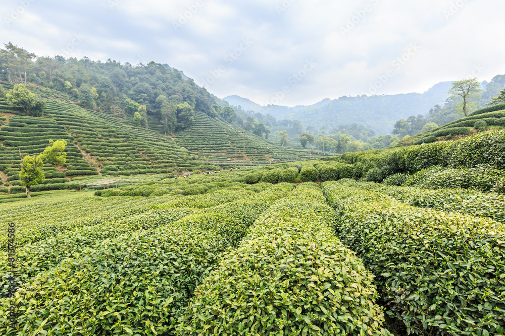 山里的绿茶种植园