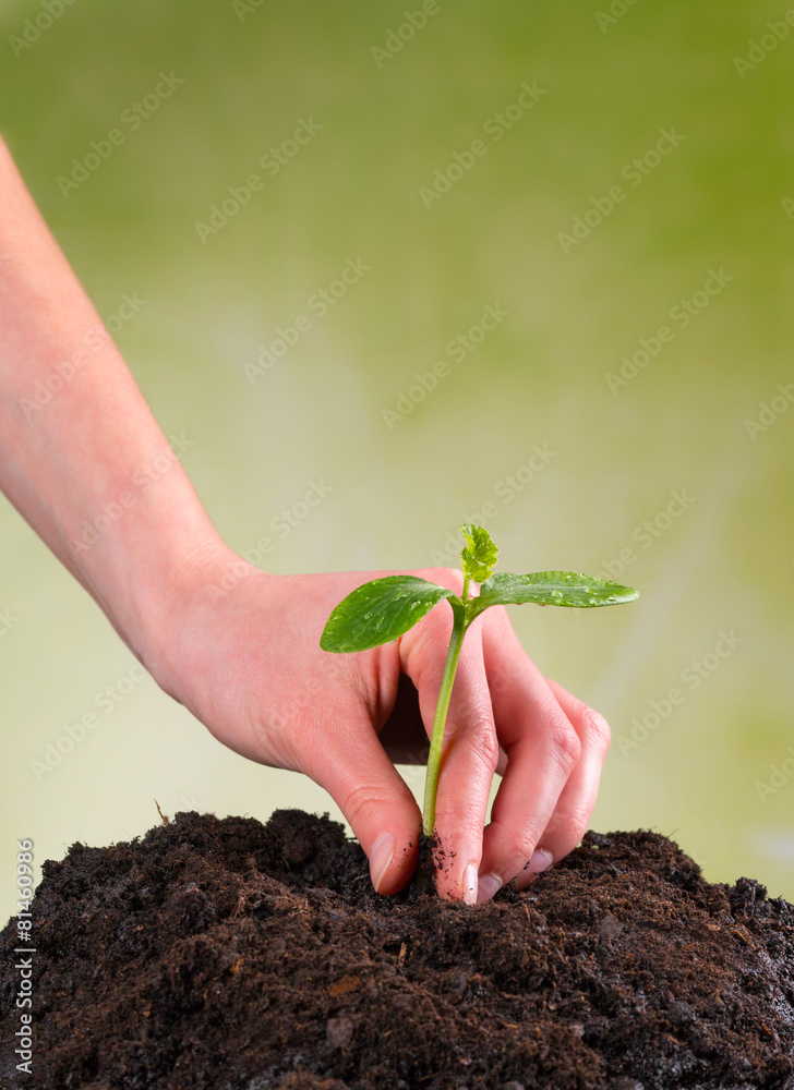 妇女用手将幼苗播种到一堆土壤中