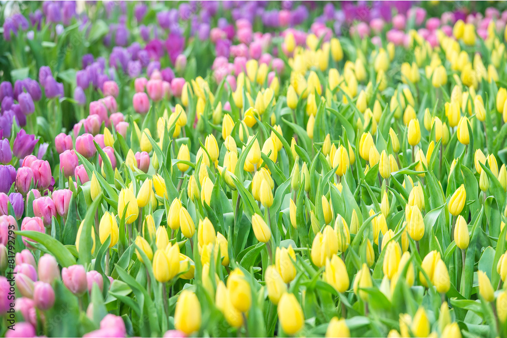 公园里五颜六色的郁金香。春天的风景。