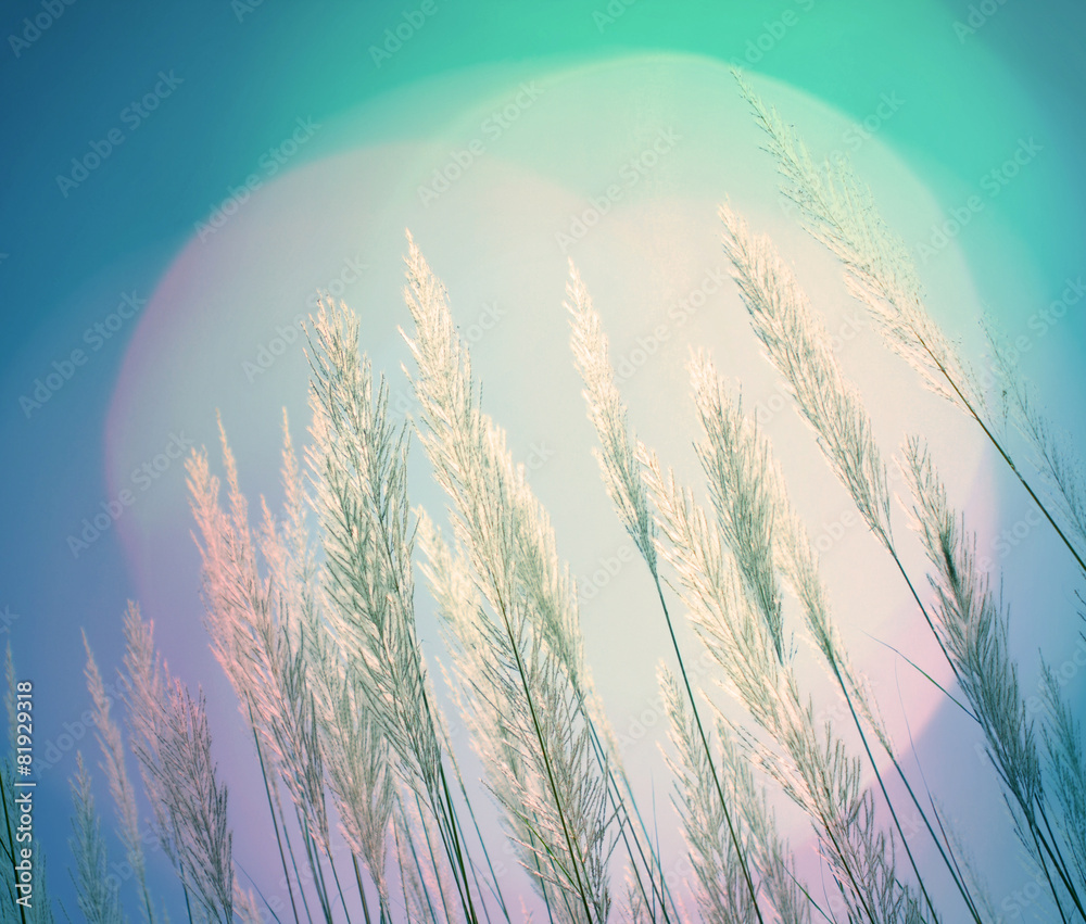 抽象灯光柔和羽毛草背景