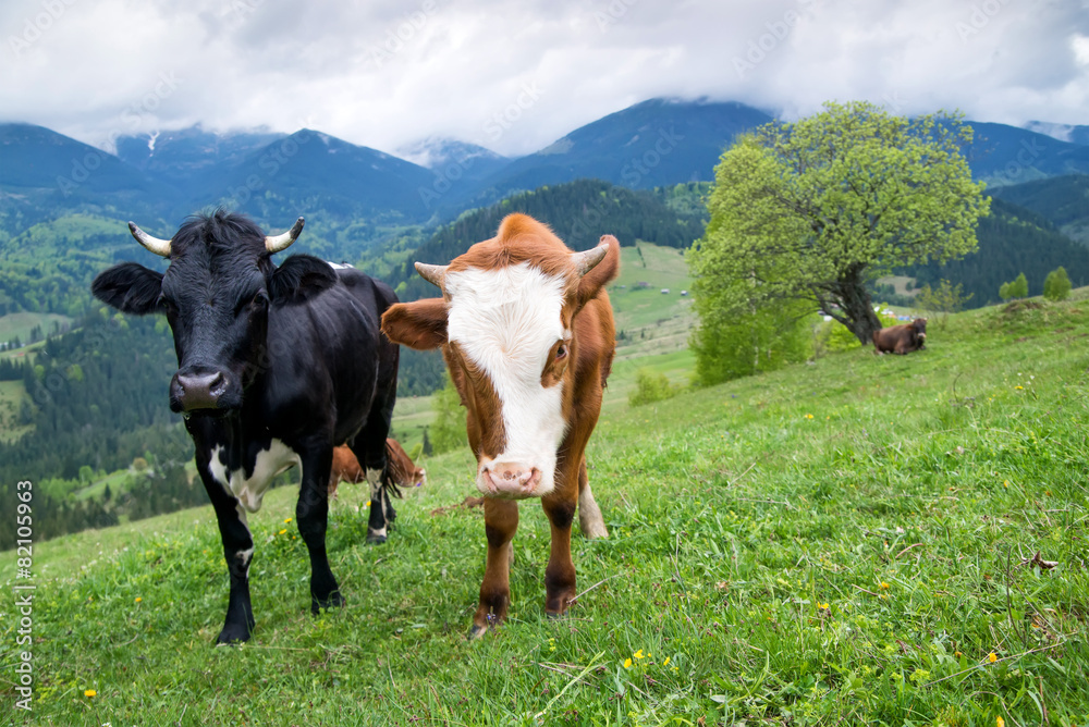 田野上的奶牛。农场动物