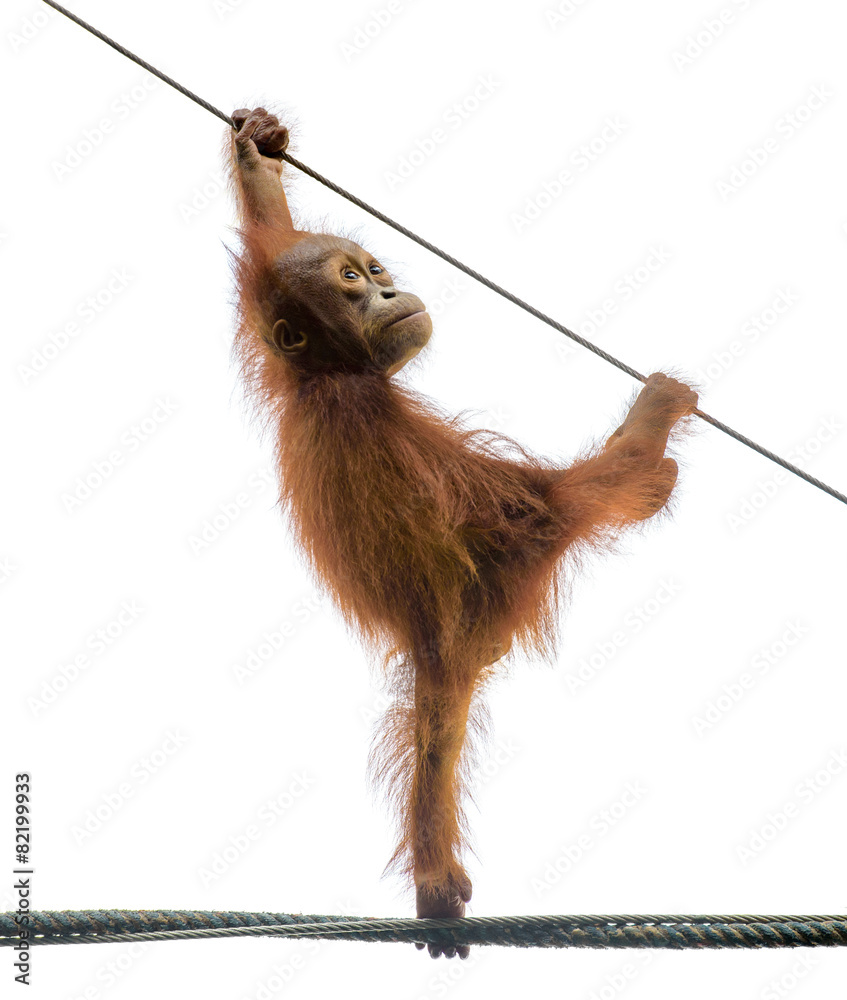 Baby orangutang in a funny pose