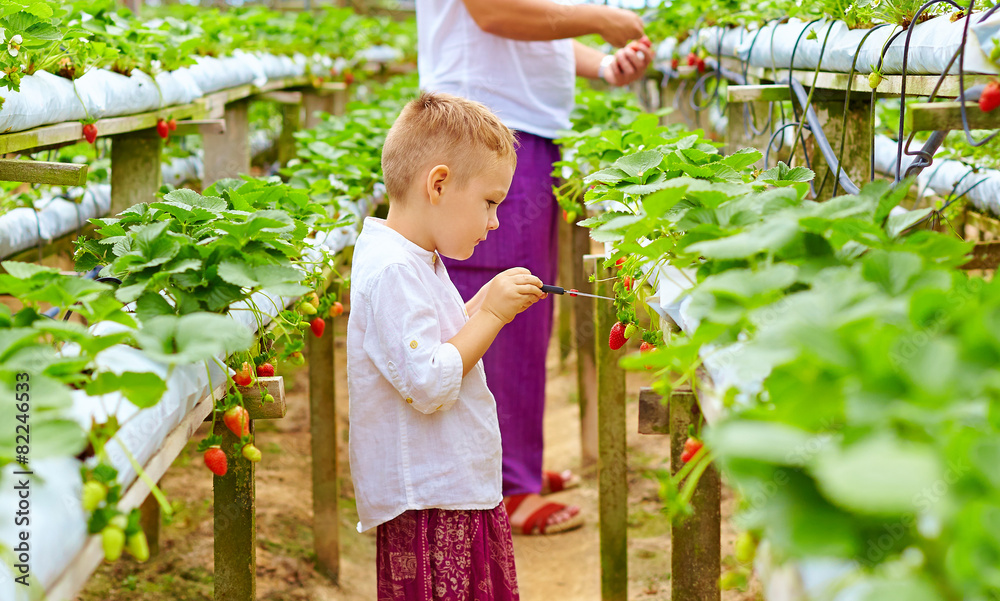 农户在温室里收割草莓