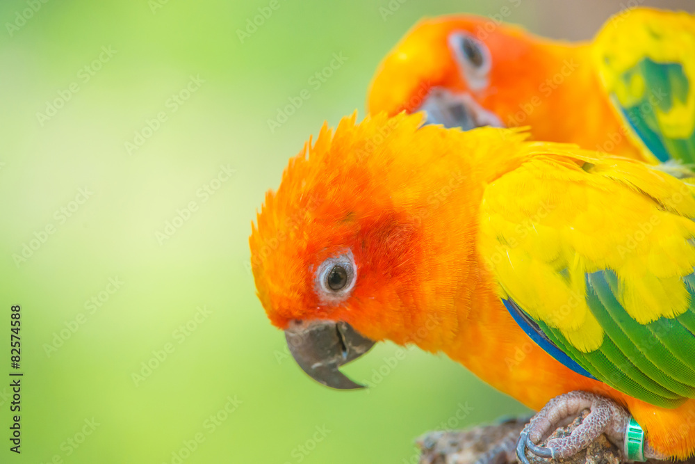 太阳圆锥美丽的彩色鹦鹉的特写镜头
