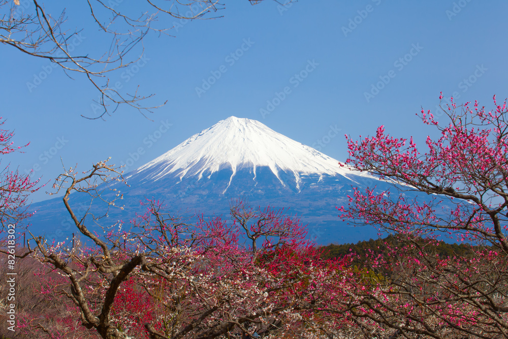 春天的中国梅花和富士山