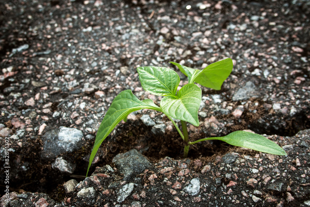 Plant growing from crack in asphalt