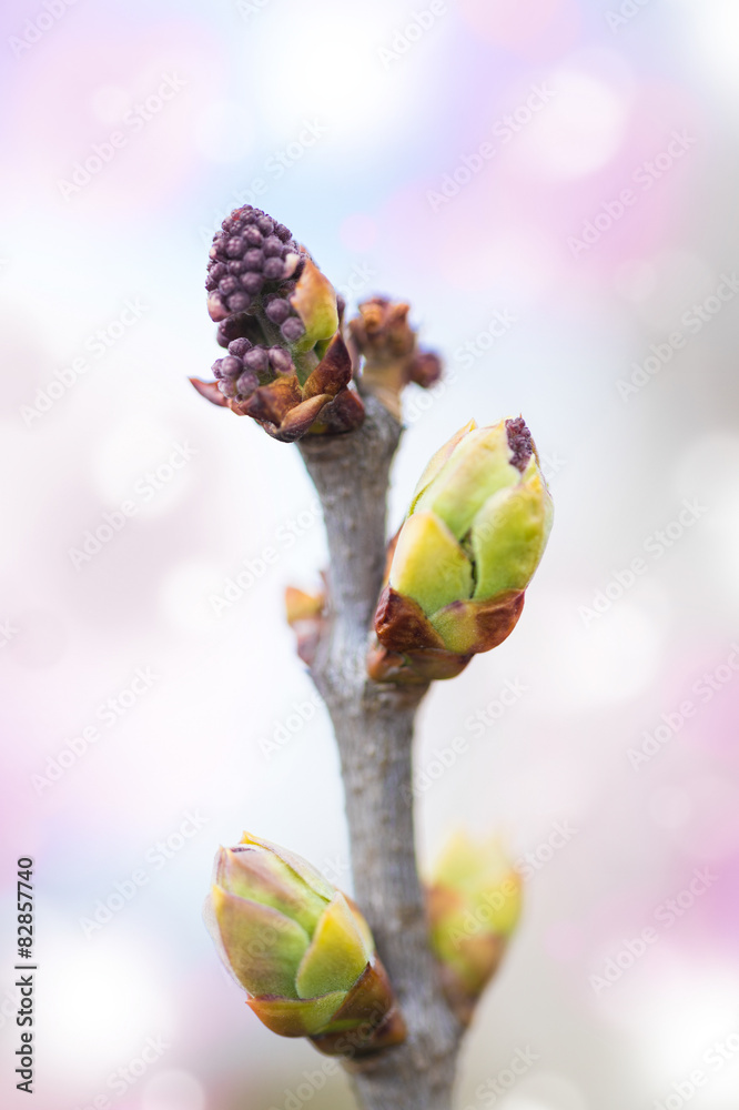 淡紫色灌木上的第一个春蕾