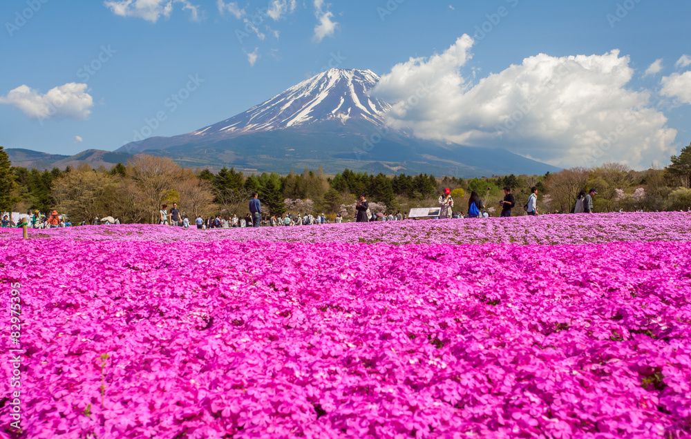 春天的富士山和粉红色苔藓田