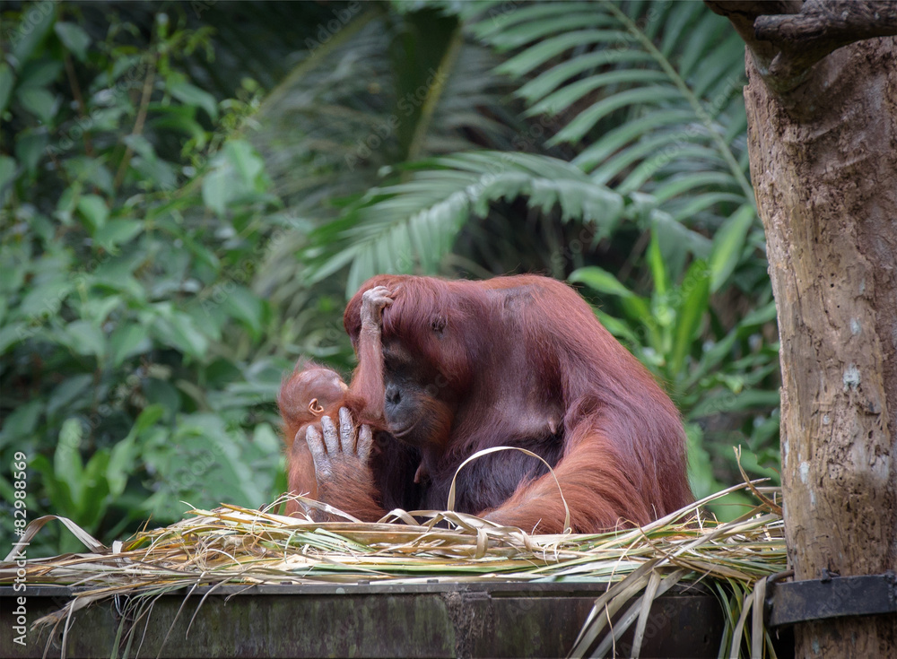 小猩猩拥抱妈妈